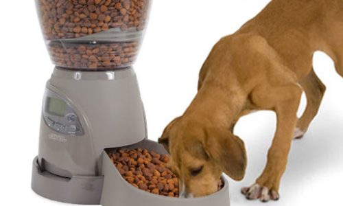Meilleur distributeur de croquette gros chien : guide comparatif