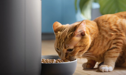 Meilleur distributeur automatique de croquettes chat 