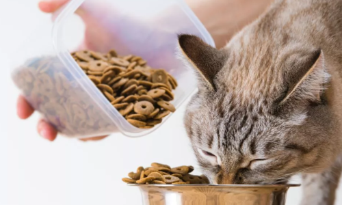 Meilleures croquettes pour chat les plus recommandées du marché