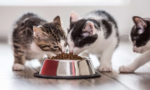 Meilleure croquette pour chaton : guide d&rsquo;achat et comparatif