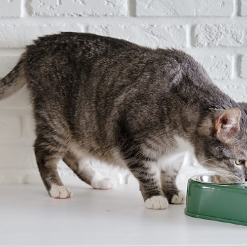 Meilleure croquette chat : guide d’achat et comparatif